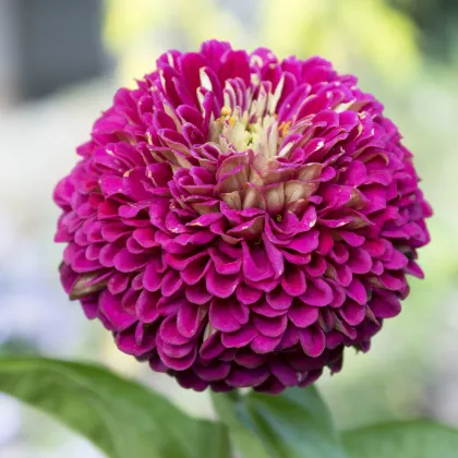 Cínia pôvabná fialová - Zinnia elegans - predaj semien - 100 ks