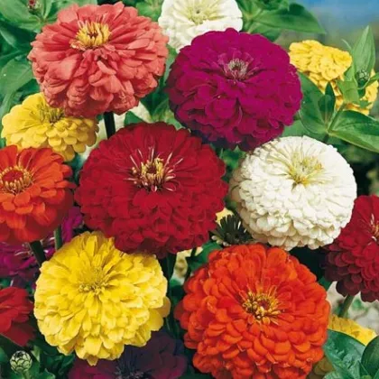 Cínia pôvabná obrovská - Zinnia elegans - predaj semien - 50 ks