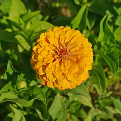 Cínia pôvabná žltá - Zinnia elegans - predaj semien - 50 ks