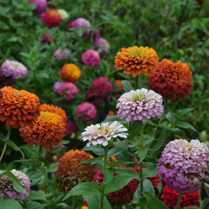 Cínia lepá - vysoká zmes - Zinnia elegans - predaj semien - 50 ks