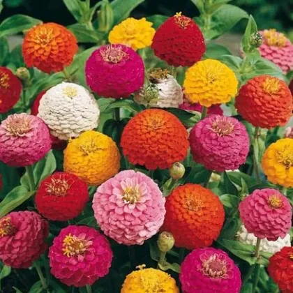 Cínia Liliput - ZInnia elegas - predaj semien - 50 ks