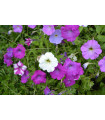 Petúnia veľkokvetá nízka - Petunia hybrida nana - predaj semien - 0,1 g