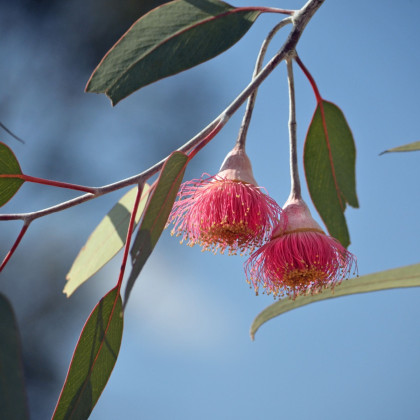 Eukalyptus caesia Magna - Eucalyptus caesia - predaj semien - 10 ks