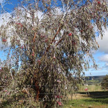 Eukalyptus caesia Magna - Eucalyptus caesia - predaj semien - 10 ks