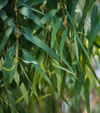 Eukalyptus vajcovitolistý - Blahovičník - Eucalyptus ovata - predaj semien - 10 ks