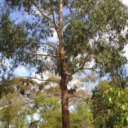 Eukalyptus vajcolistý - Eucalyptus ovata - predaj semien - 10 ks