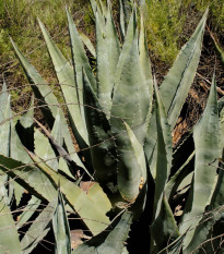 Agáve - Agave atrovirens - semiačka - 10 ks