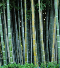 Kráľ bambusov - Phyllostachys edulis - semiačka - 3 ks