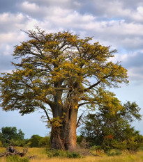 Baobab africký -  Adansonia digitata - semená - 3 ks