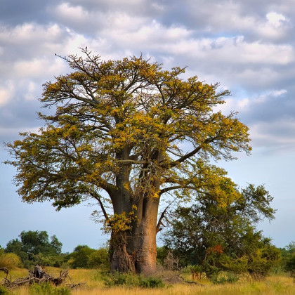 Baobab africký -  Adansonia digitata - semená - 3 ks