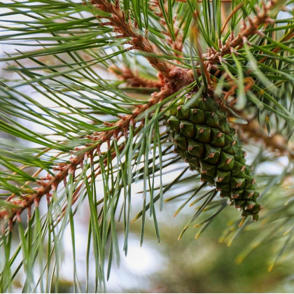 Borovica gerardiana - Pinus gerardiana - semená borovice - 5 ks