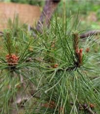 Borovica čínska - Pinus tabuliformis - semená borovice - 7 ks