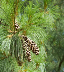 Borovica himalájska - Pinus wallichiana - semená borovice - 5 ks