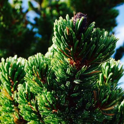 Borovica ostitá - Pinus aristata - semená borovice - 5 ks