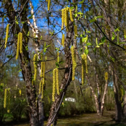 Breza čierna - Betula nigra - semená - 15 ks