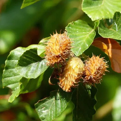 Buk lesný - Fagus sylvatica - semená - 7 ks