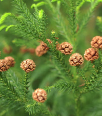 Kriptoméria japonská - Cryptomeria japonica - semiačka - 4 ks