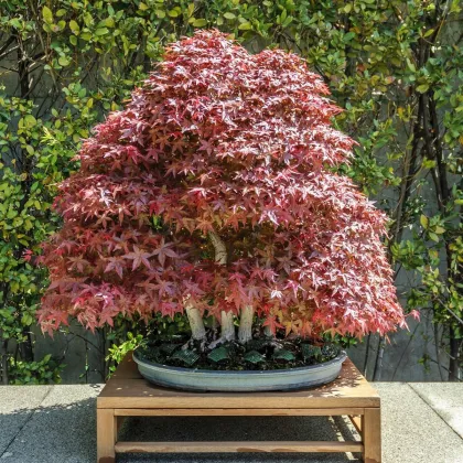 Javor japonský - Acer palmatum - semená javora - 5 ks