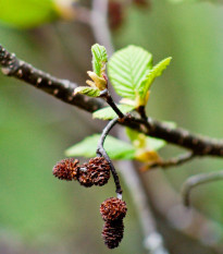 Jelša sivá - Alnus Incan - semiačka - 8 ks