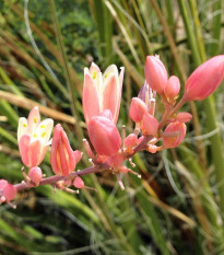 Juka červená - Hesperaloe parviflora - semiačka - 3 ks