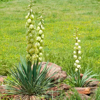 Juka glauca - Yucca glauca - semiačka - 5 ks