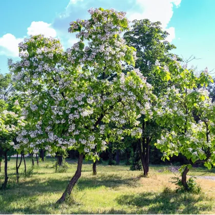 Semienka katalpy – Katalpa trubačovitá – Catalpa bignonioides