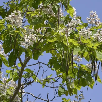 Katalpa trubačovitá - Catalpa bignonioides - predaj semien katalpy - 8 ks