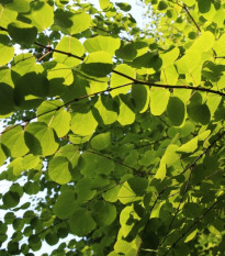 Cercidovník japonský - Cercidiphyllum japonicum - semená - 8 ks