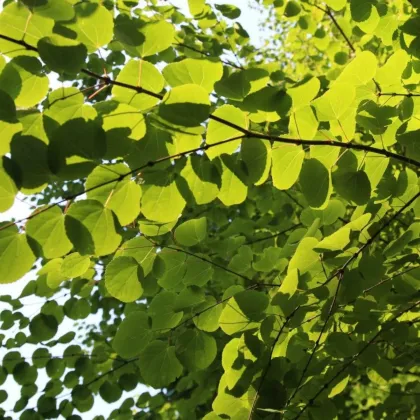 Cercidovník japonský - Cercidiphyllum japonicum - semená - 8 ks