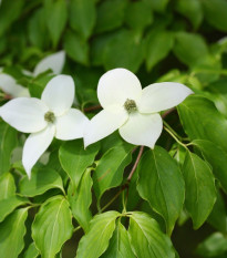 Drieň kousa - Cornus kousa - semiačka - 4 ks