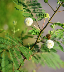 Divá mimóza - Leucaena leucocephala - semiačka - 7 ks