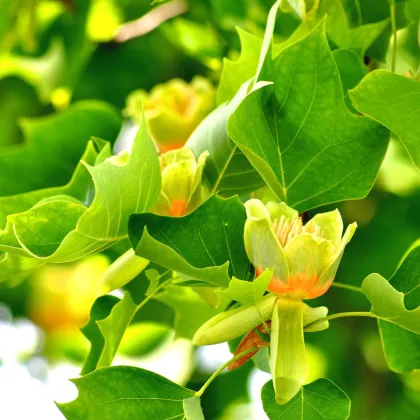 Ľaliovník tulipánokvetý - Liriodendron tulipifera - semiačka - 3 ks