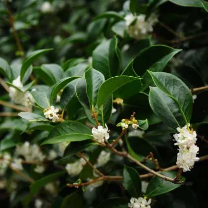 Olivovník libovonný - Osmanthus fragrans - semiačka - 5 ks