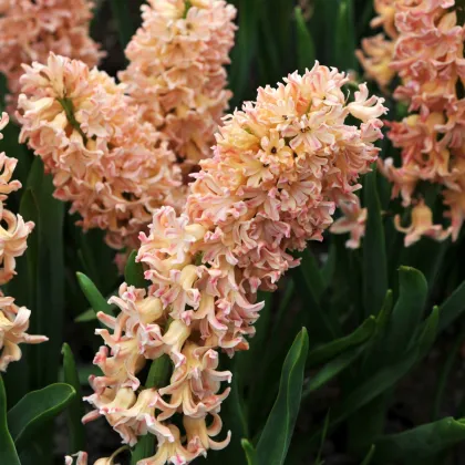 Hyacint Odyseus - Hyacinthus - predaj cibuľovín - 1 ks