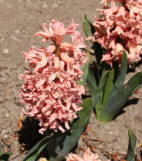 Hyacint Apricot Passion - Hyacinthus - predaj cibuľovín - 1 ks