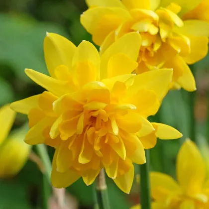 Narcis Tete Deluxe - Narcissus - predaj cibuľovín - 3 ks