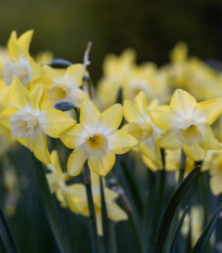 Narcis Hillstar - Narcissus - predaj cibuľovín - 3 ks