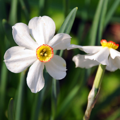 Narcis Dreamlight - Narcissus - predaj cibuľovín - 3 ks