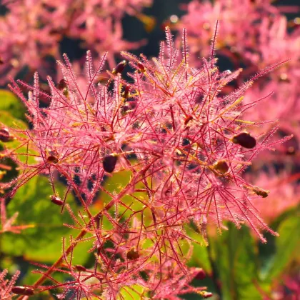 Škumpa vlasatá - Cotinus coggygria - semiačka - 7 ks