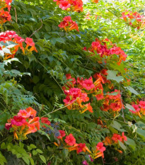 Trúbkovec - Campsis radicans - semiačka - 10 ks