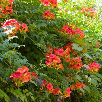 Trúbkovec - Campsis radicans - semiačka - 10 ks