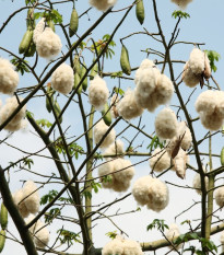 Vlnovec päťmužný - Ceiba pentandra - Kapok - semiačka - 4 ks