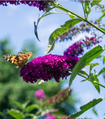 Budleja Dávidova - Buddleja davidi - predaj semien - zmes farieb - 20 ks