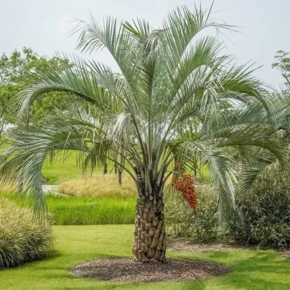 Palma Southern Jelly - Butia odorata - prodej semen palmy - 2 ks