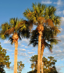 Palma - Washingtonia robusta - semiačka - 3 ks