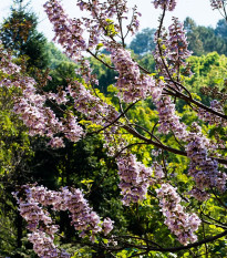 Paulovnia plstnatá - Paulownia tomentosa - semená - 15 ks