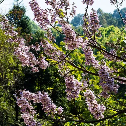 Paulovnia plstnatá - Paulownia tomentosa - semená - 15 ks