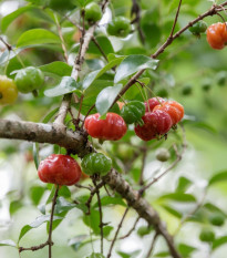 Surimanská čerešňa - Martej jednokvetá - Eugenia uniflora - predaj semien - 2 ks