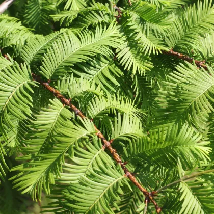 Metasekvoj čínska - Metasequoia glyptostroboides - semená - 10 ks