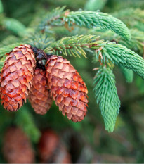 Smrek štetinatý - Picea aspera - semená - 8 ks